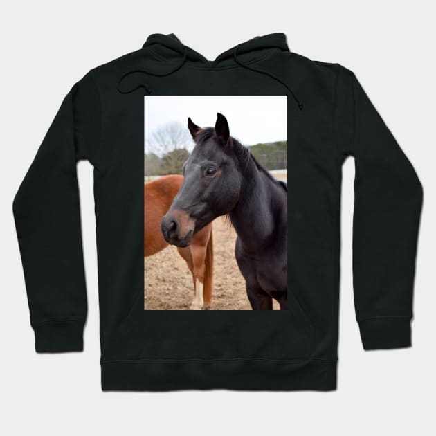 black horse Hoodie by sarelitay